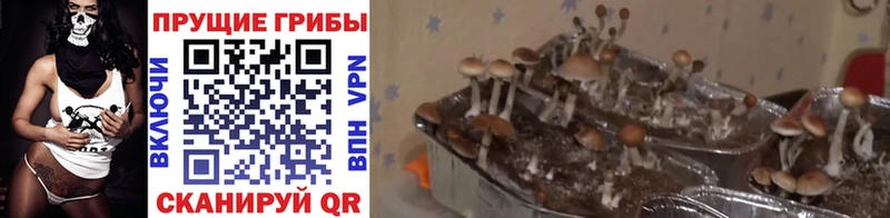 цены   Краснокаменск  Галлюциногенные грибы MAGIC MUSHROOMS 